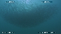 SARDINES, FOUS, DAUPHINS