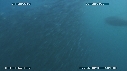 SARDINES, DAUPHINS