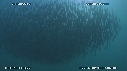 SARDINES, FOUS, DAUPHINS