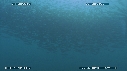 SARDINES, FOUS, DAUPHINS