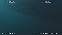 SARDINES, FOUS, DAUPHINS