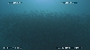 SARDINES, DAUPHINS