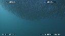 SARDINES, DAUPHINS
