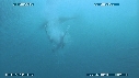SARDINES, FOUS, DAUPHINS