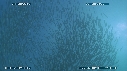 SARDINES, FOUS