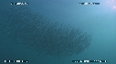SARDINES, FOUS, DAUPHINS