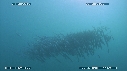 SARDINES, FOUS, DAUPHINS