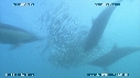 SARDINES, DAUPHINS