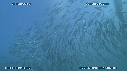 SARDINES, FOUS, DAUPHINS