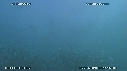 SARDINES, FOUS, DAUPHINS