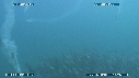 SARDINES, FOUS, DAUPHINS