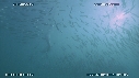 SARDINES, FOUS, DAUPHINS