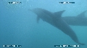 SARDINES, FOUS, DAUPHINS
