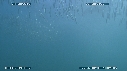 SARDINES, FOUS, DAUPHINS