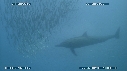 SARDINES, DAUPHINS