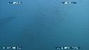 SARDINES, DAUPHINS