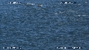 DAUPHINS