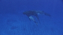 BALEINE A BOSSE BALEINEAU