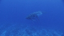 BALEINE A BOSSE BALEINEAU
