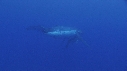 BALEINE A BOSSE BALEINEAU