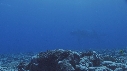 BALEINE A BOSSE BALEINEAU