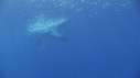BALEINE A BOSSE BALEINEAU