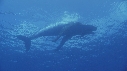 BALEINE A BOSSE BALEINEAU