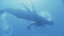 BALEINE A BOSSE BALEINEAU