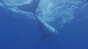 BALEINE A BOSSE BALEINEAU
