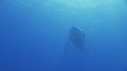 BALEINE A BOSSE BALEINEAU