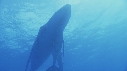 BALEINE A BOSSE BALEINEAU