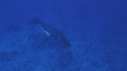 BALEINE A BOSSE, BALEINEAU