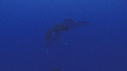 BALEINE A BOSSE