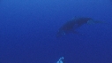 BALEINE A BOSSE