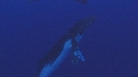 BALEINE A BOSSE