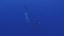 BALEINE A BOSSE