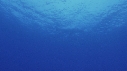 BALEINE A BOSSE