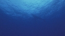 BALEINE A BOSSE