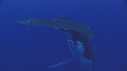 BALEINE A BOSSE