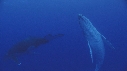BALEINE A BOSSE