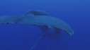 BALEINE A BOSSE