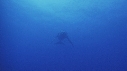 BALEINE A BOSSE