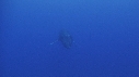 BALEINE A BOSSE