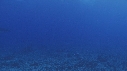 BALEINE A BOSSE