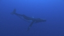 BALEINE A BOSSE