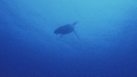 BALEINE A BOSSE, BATEAU