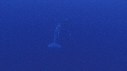 BALEINE A BOSSE