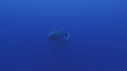 BALEINE A BOSSE