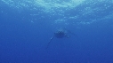 BALEINE A BOSSE