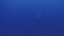 BALEINE A BOSSE